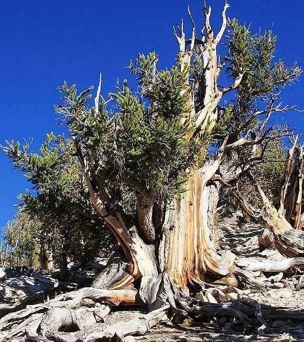22. Студент-аспирант Дональд Керри срубил самое старое дерево на планете (1964 год)