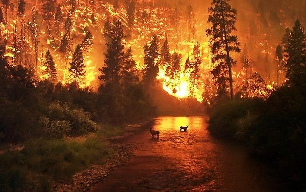 16. Потерявшийся в калифорнийских лесах охотник устроил самый крупный пожар в истории Калифорнии