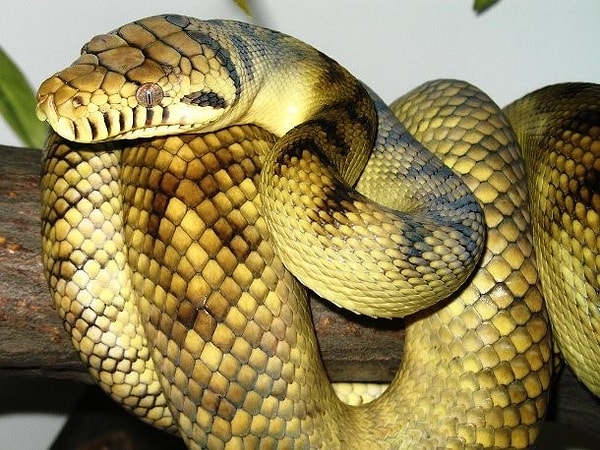 5. Считается, что змеи эволюционировали от четырёхногих рептилий. Некоторые змеи, такие как, например, удавы и питоны, до сих пор имеют следы задних конечностей.