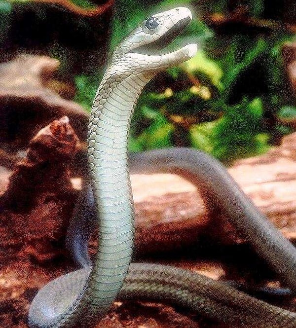 8. Укус чёрной мамбы, одной из самых ядовитых змей в мире, приводит к смерти человека всего через 45 секунд после попадания яда в кровь. До того как противоядие появилось в широком доступе, смертность от укуса этой змеи составляла 100%.