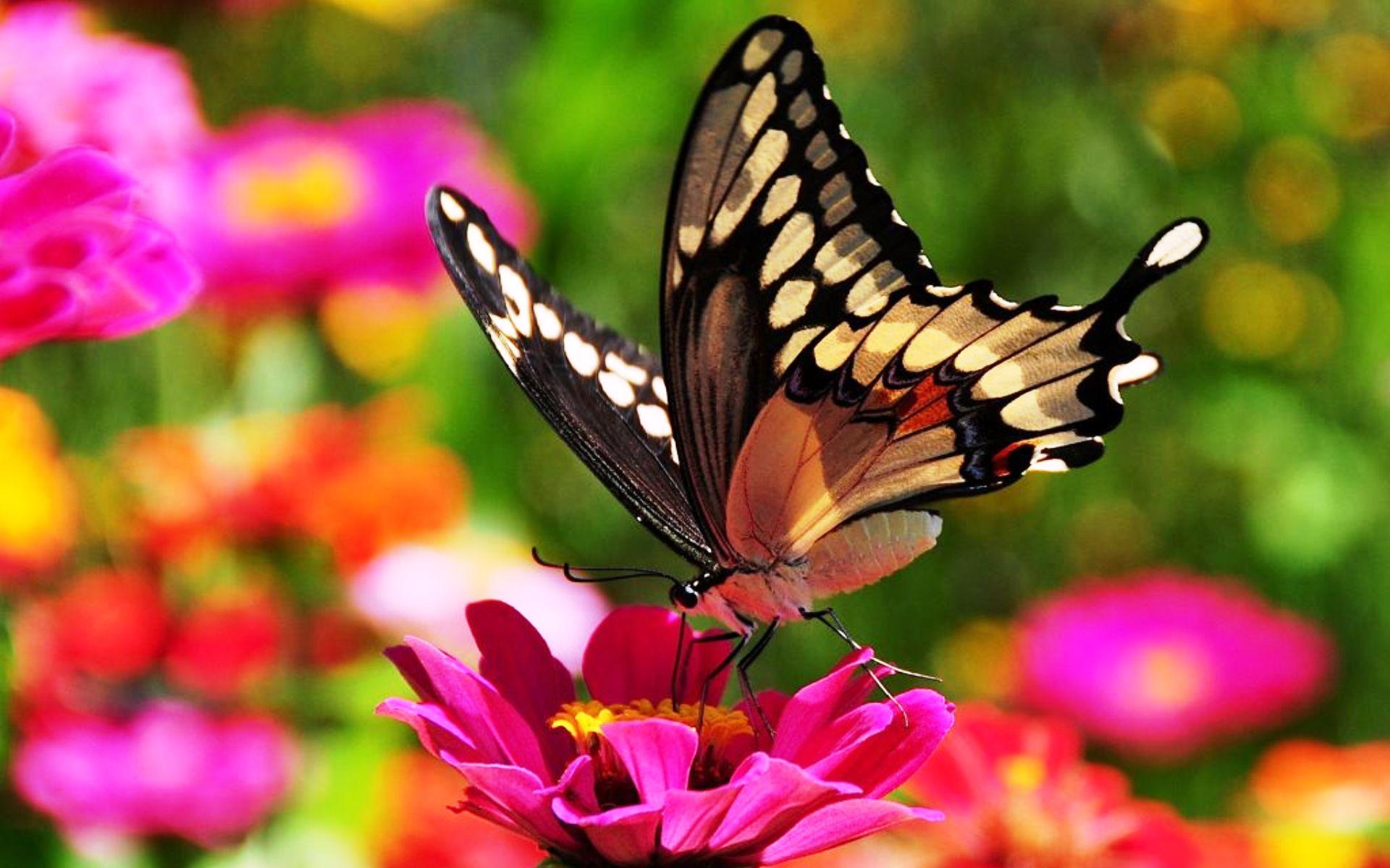 Красивые бабочки на цветах. Красивые бабочки. Бабочка на цветке. Бабочки в цветах. Яркие бабочки.