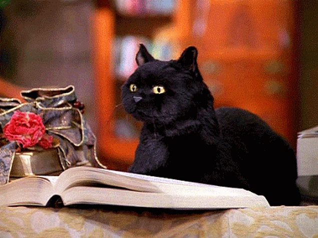 Read black cat. Кот Сейлем. Кот Сейлем гиф. Кот Салем gif. Черный кот с книгой.