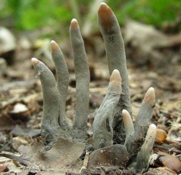 6. Can you imagine flower-picking and seeing this extremely creepy case of a dead man’s fingers?