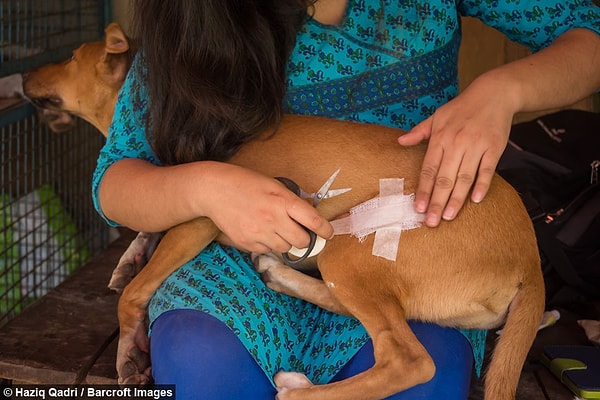 8. Каждый день Пратима покупает 12 кг риса и 5 кг мяса для своей огромной собачьей семьи. На завтрак ее питомцы выпивают около 10 литров молока