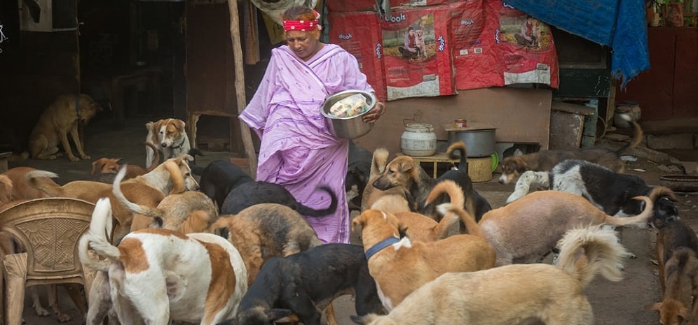 65-летняя женщина из Нью-Дели заботится о 400 собаках, хотя у нее нет денег даже на себя