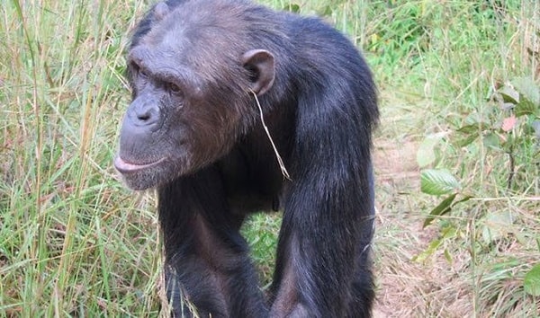 8. Шимпанзе тоже следуют моде