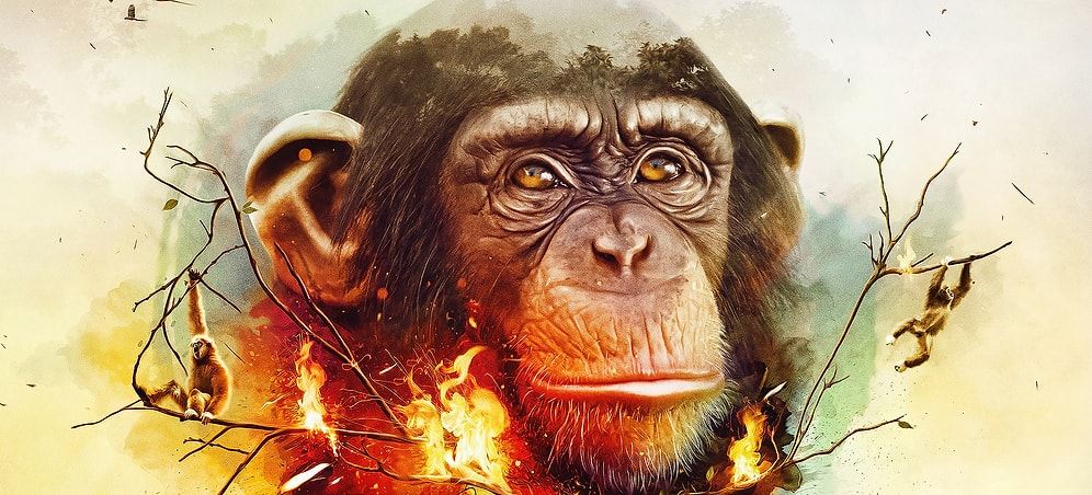Топ-10 фактов о шимпанзе, накладывающих тень на все человечество