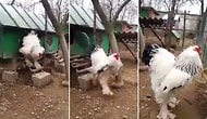 This Freakishly HUGE Chicken Leaves Viewers Scared Over Its Size!