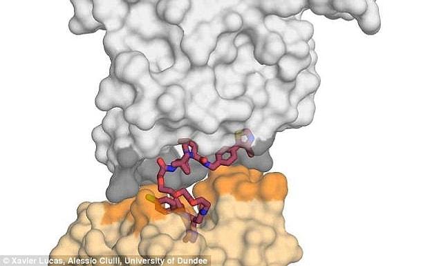 "And not just a little peck, but a real `Gone With The Wind’ embrace. We call this a ‘kiss of death,’ as it is the key to ensure the degradation of the bad protein.”