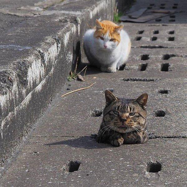 1. Japon fotoğrafçı Nyan Kichi sokak kedilerinin güzelliğini bu şekilde yakaladı.