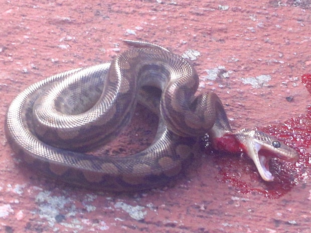 kafasini kopardigi yilan tarafindan 20 dakika sonra sokularak oldurulen cinli adam