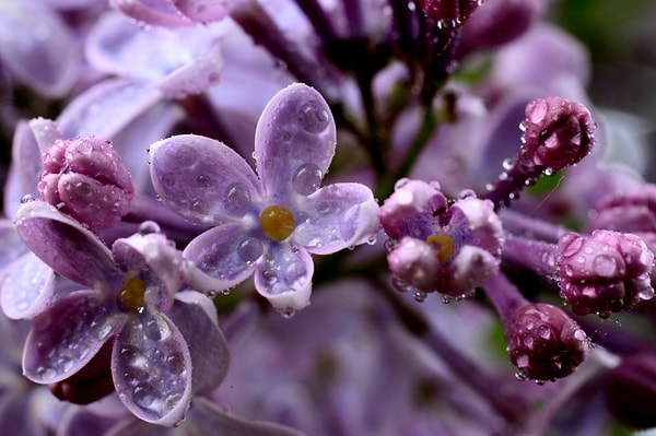 12. А в детстве тоже ели сирень с 5-ю лепестками?