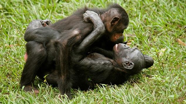 5. Besides humans, bonobos and dolphins are rare animal species that have sex for pleasure.