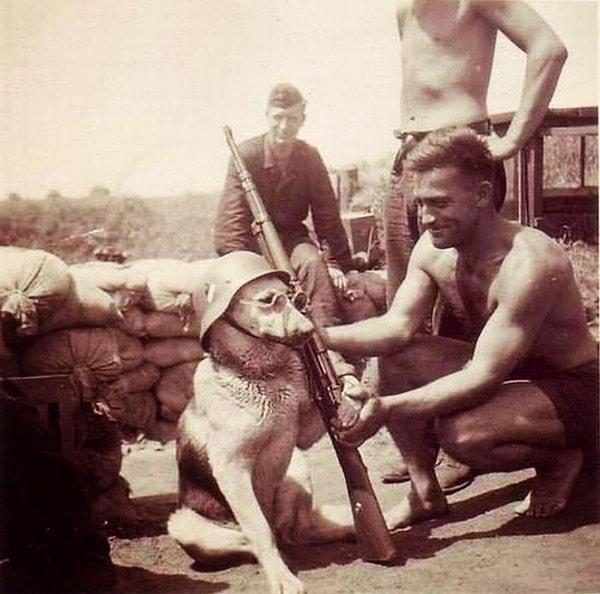 22. Bir Alman askeri tarafından giydirilen köpek, 1940.