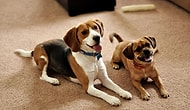 This Video Of Dogs Being Too Cute Is Just What You Need To See