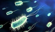 This Bacteria Experiment Shows Us How Scary and Dangerous They Can Get!