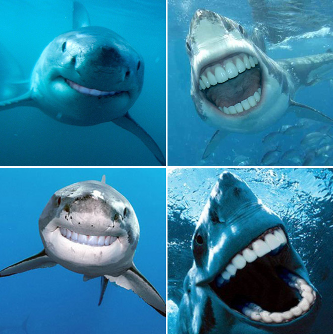 Sharks With Human Teeth Is The Funniest Thing You'll See Today! - onedio.co