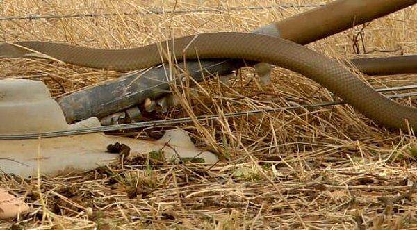 Molly şanslı bir kız çünkü Doğu kahverengi yılanları Avustralya'nın yılan saldırılarının %60'ını oluşturuyor ve en zehirli 2. yılan.