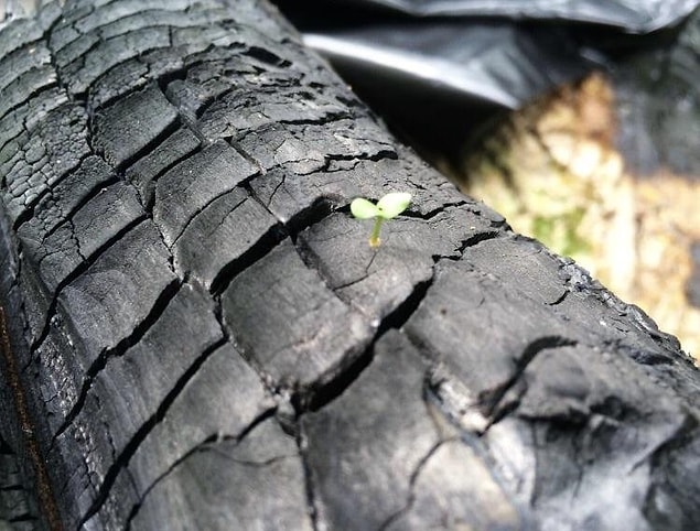 9. This little fella growing out of burnt wood.