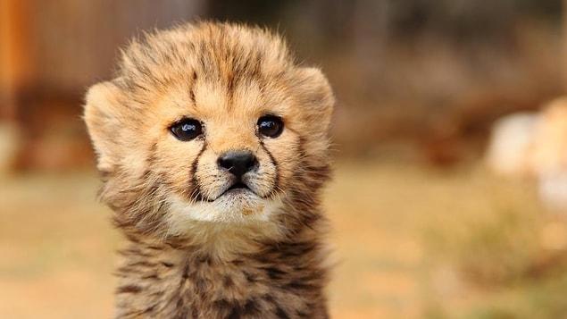 2. Many zoos use puppies to keep cheetah cubs company, so that cheetahs would not get depressed.