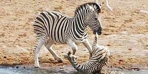 When Wildlife Gets Wild: Zebra Tries To Kill Foal While Mother Fights Back