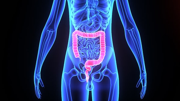 Geriye kalanlar ise kalın bağırsağa aktarılır.