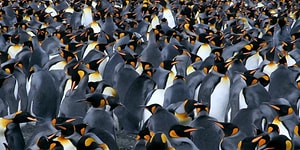 Did You Know We Can See Penguin Poop From Space?