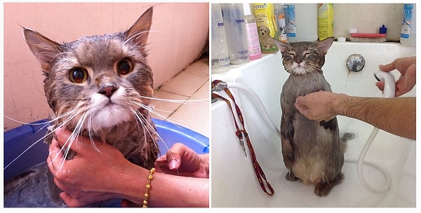 5. Обожает водные процедуры