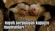 Doğadan Sağladıkları Uyuşturucularla Gününü Gün Eden 10 Kafası Güzel Hayvan