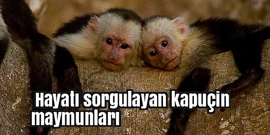 Doğadan Sağladıkları Uyuşturucularla Gününü Gün Eden 10 Kafası Güzel Hayvan