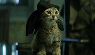 Research Reveals That Your Cat Loves You More Than You Think