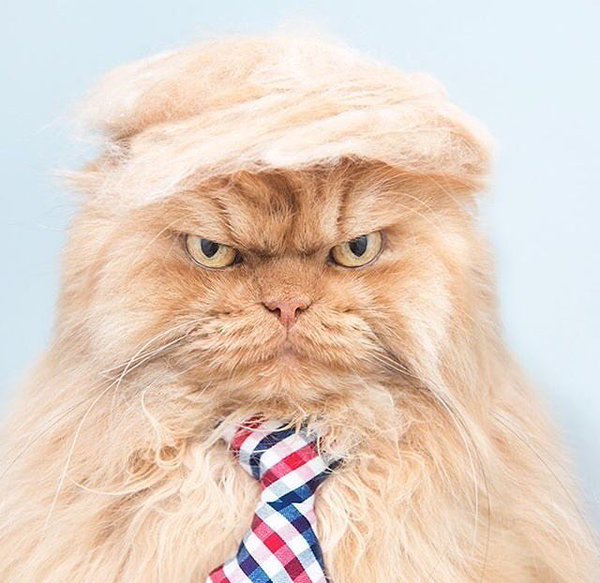 This 16 Second Video Proves That Trump Is A Cat! - onedio.co