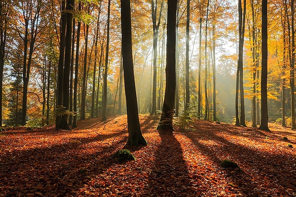 18. В Польше начисто отсутствуют леса