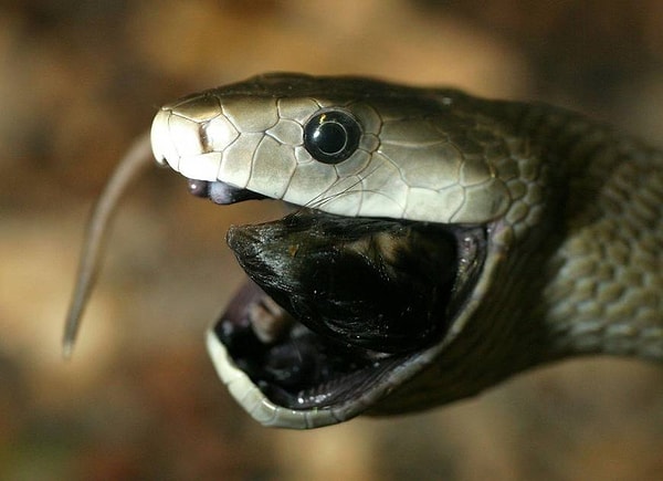 8. А вы сможете забыть этот взгляд?