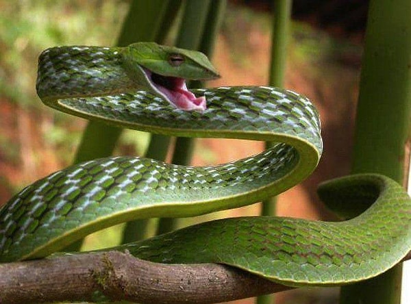 27. Представьте, что перепутали этого укурыша с веткой!