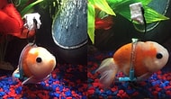 Hero Of The Day: The Guy Who Designed A Swimming Kit For A Disabled Gold Fish!