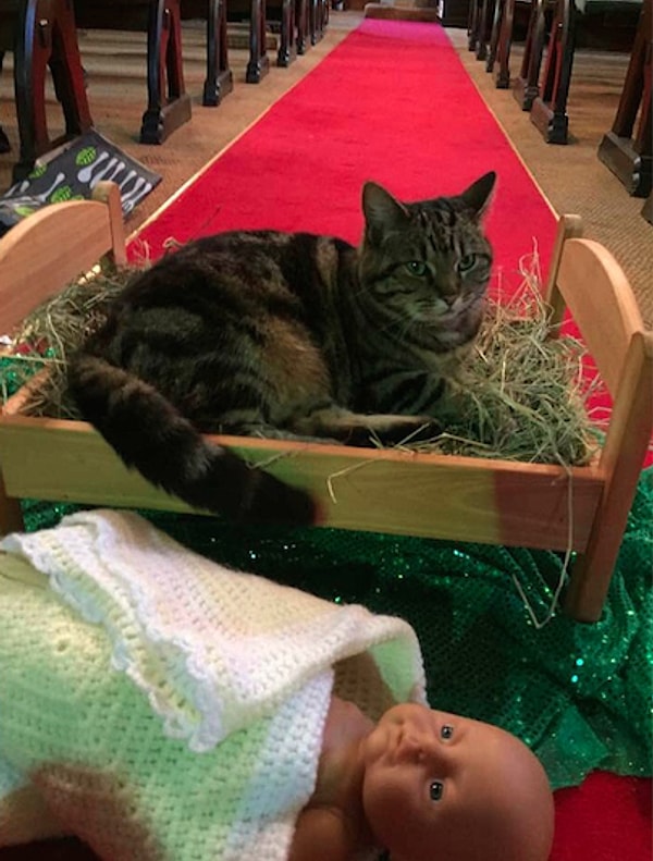 8. Кот давно живет в этой церкви