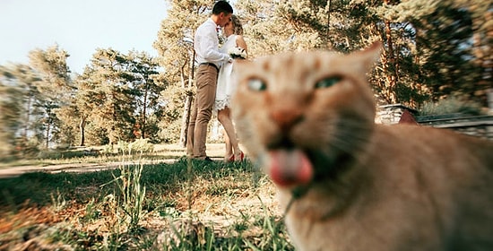 15 фото, о том как "фотогенично" коты умеют дополнить наши фото