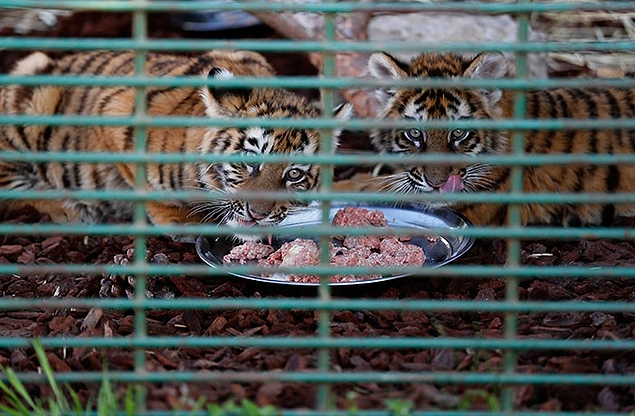 Группа по защите животных хочет изъять амурских тигрят у их хозяев и забрать животных к себе