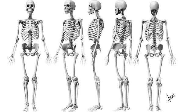 15. Bir yetişkinin iskeleti her 10 yılda bir tamamen yenileniyor.