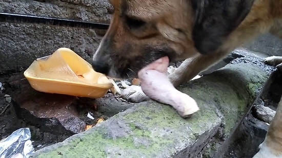 Kasabı İzleyen Köpeğe Et Alan Güzel İnsan