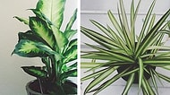 Evinizin Havasını Temizlemekle Kalmayıp Tropik Bir Ada Havası Yaratan 15 İç Mekan Bitkisi
