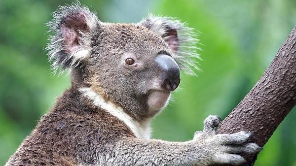 1. Evet, başlayalım: Sevimli mi sevimli koalalar hakkında hangisi yanlıştır?