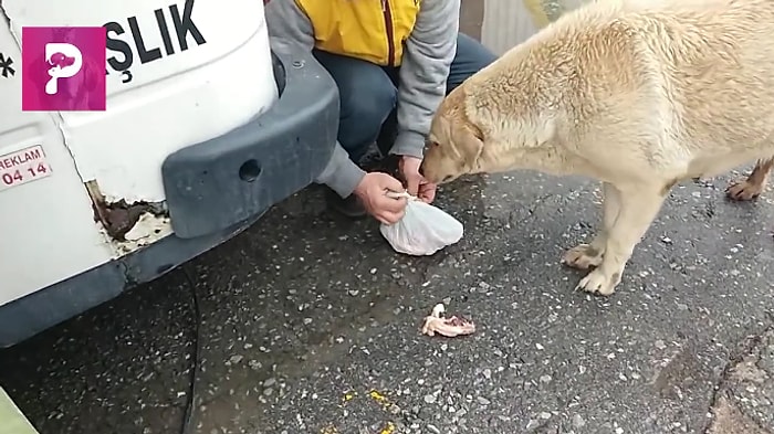 Tavukları Yemeyip Pakette Yavrularına Götüren Koca Yürekli Anne Köpek