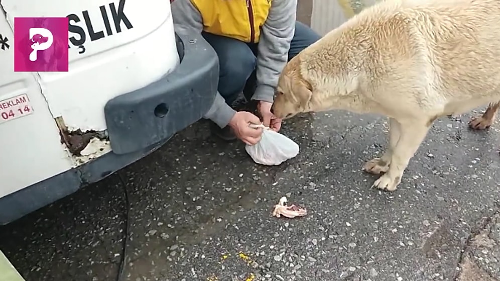 Tavukları Yemeyip Pakette Yavrularına Götüren Koca Yürekli Anne Köpek