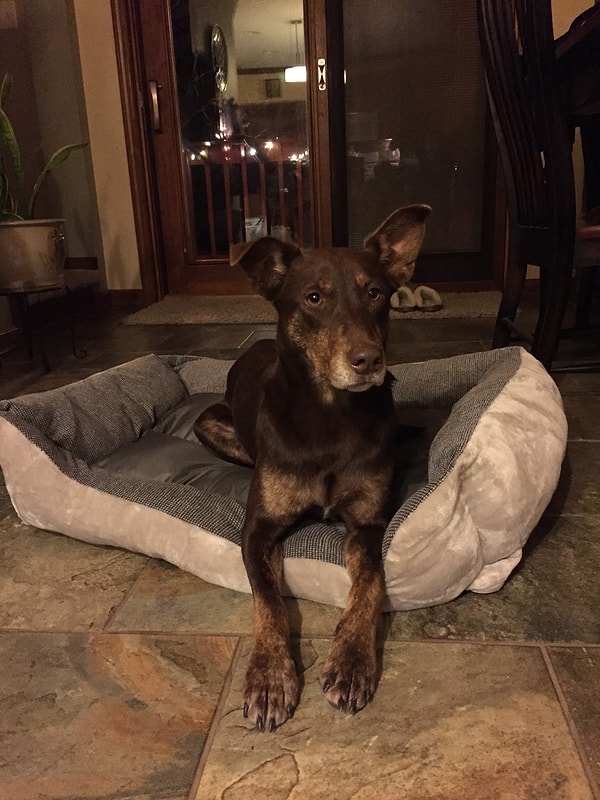 5. В 2001 году на Тайване уже приняли закон, запрещающий продажу мяса и меха кошек и собак в экономических целях.