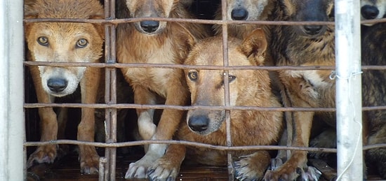 На Тайване запретят забой собак и кошек для употребления в пищу