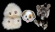 Under-Dogs: Talented Photographer Captures Dogs From Underneath!