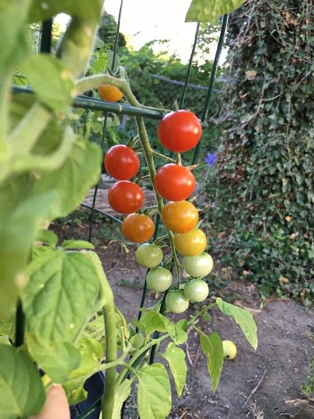 15. And these tomatoes with a flawless gradient.