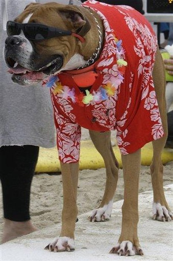 4. Альфа-самец 😎